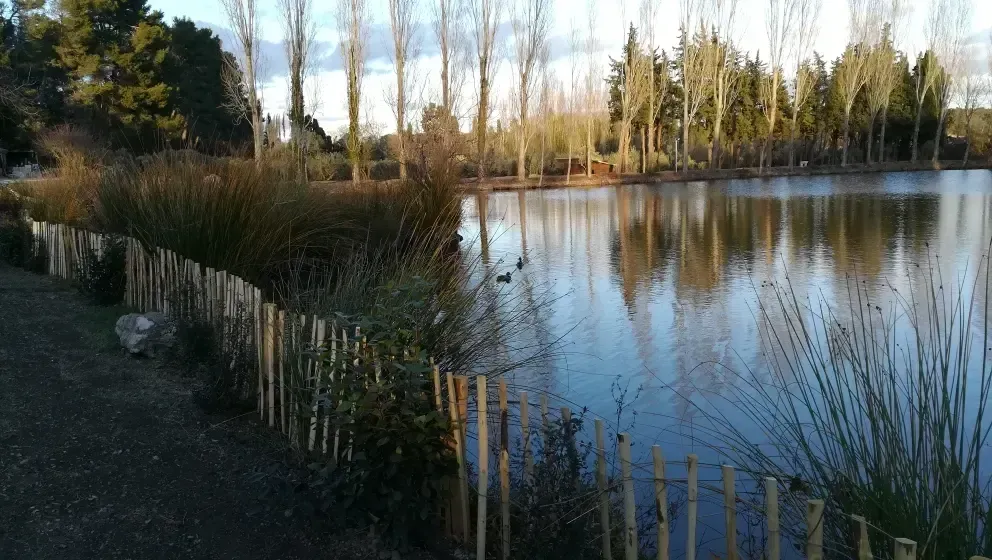 Étang paisible bordé de roseaux, de piquets de clôture et d’arbres dénudés, se reflétant dans l’eau calme au coucher du soleil.