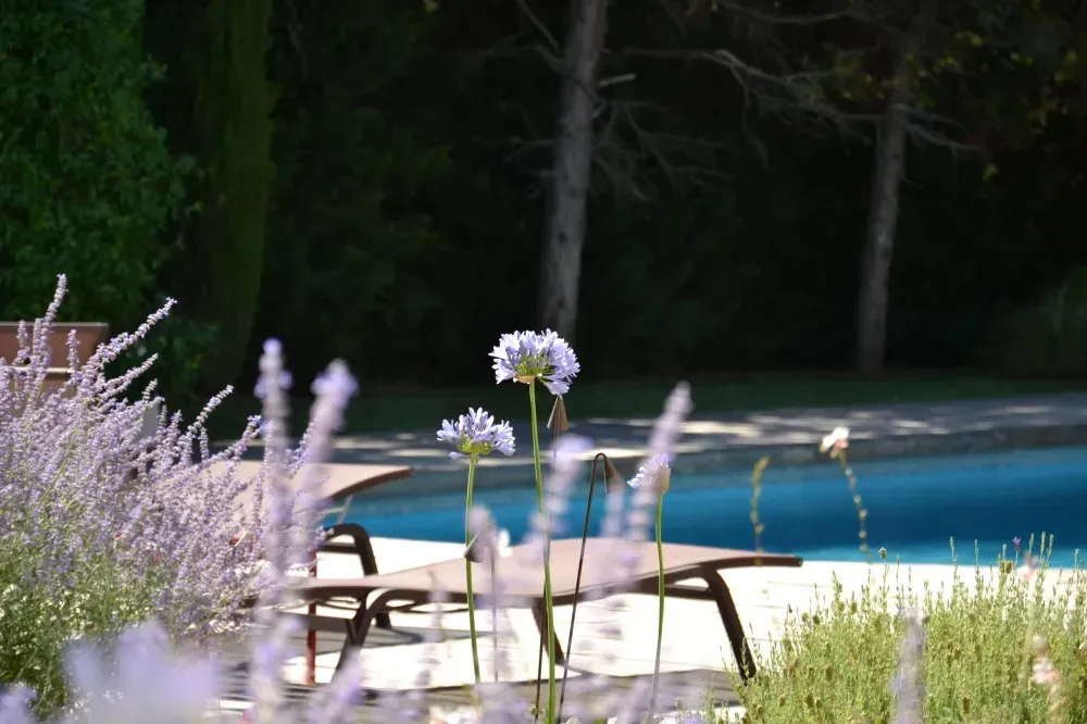 Piscine bleue bordée de chaises longues et de fleurs violettes dans un jardin ensoleillé