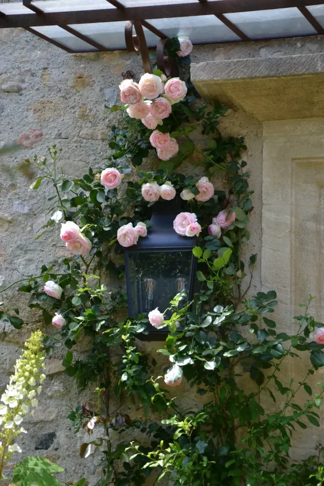 Des roses roses et des lianes vertes grimpant autour d’une jardinière suspendue contre un mur de pierre, sous un treillis