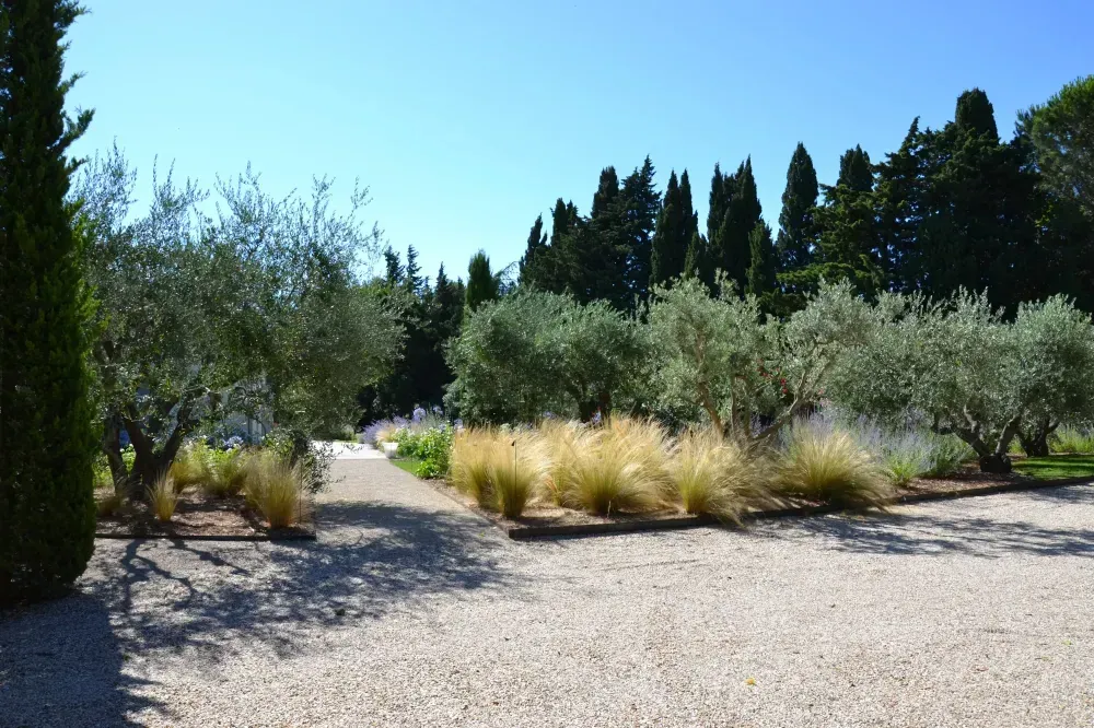 Allée de gravier bordée d’oliviers et de grands arbustes dans un jardin paysager ensoleillé