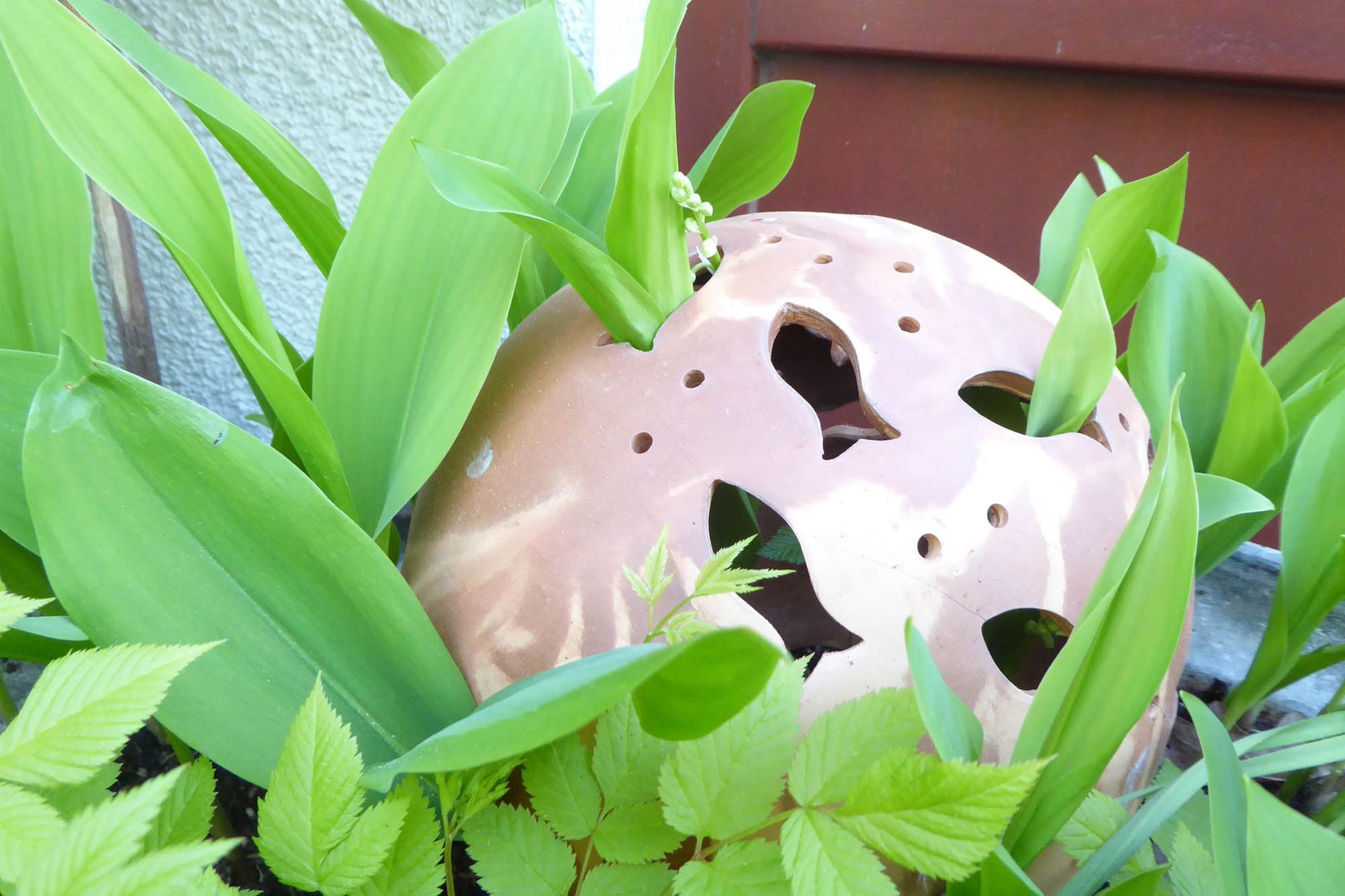 Eine Pflanze mit einem Loch darin ist von grünen Blättern umgeben