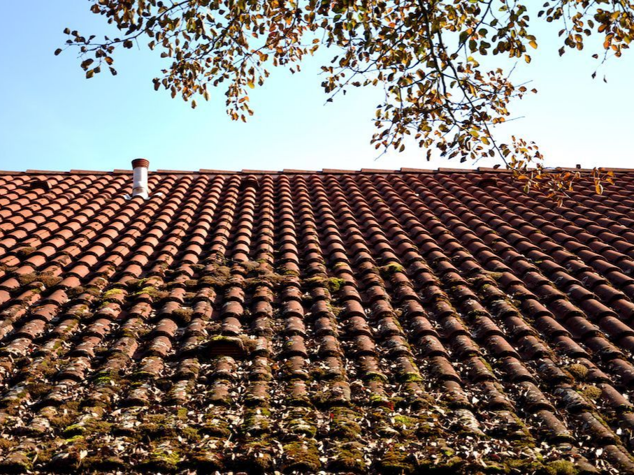 Gros plan sur les tuiles couvertes de mousses et autres saletés.