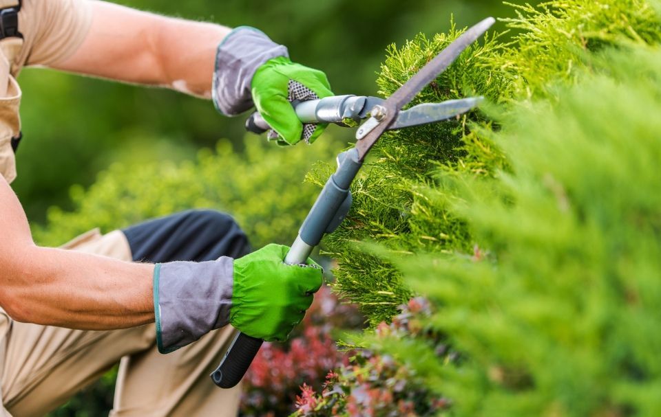 Hand schneidet mit Heckenschere eine Hecke, Reinigung und Gartenservice PFAFF