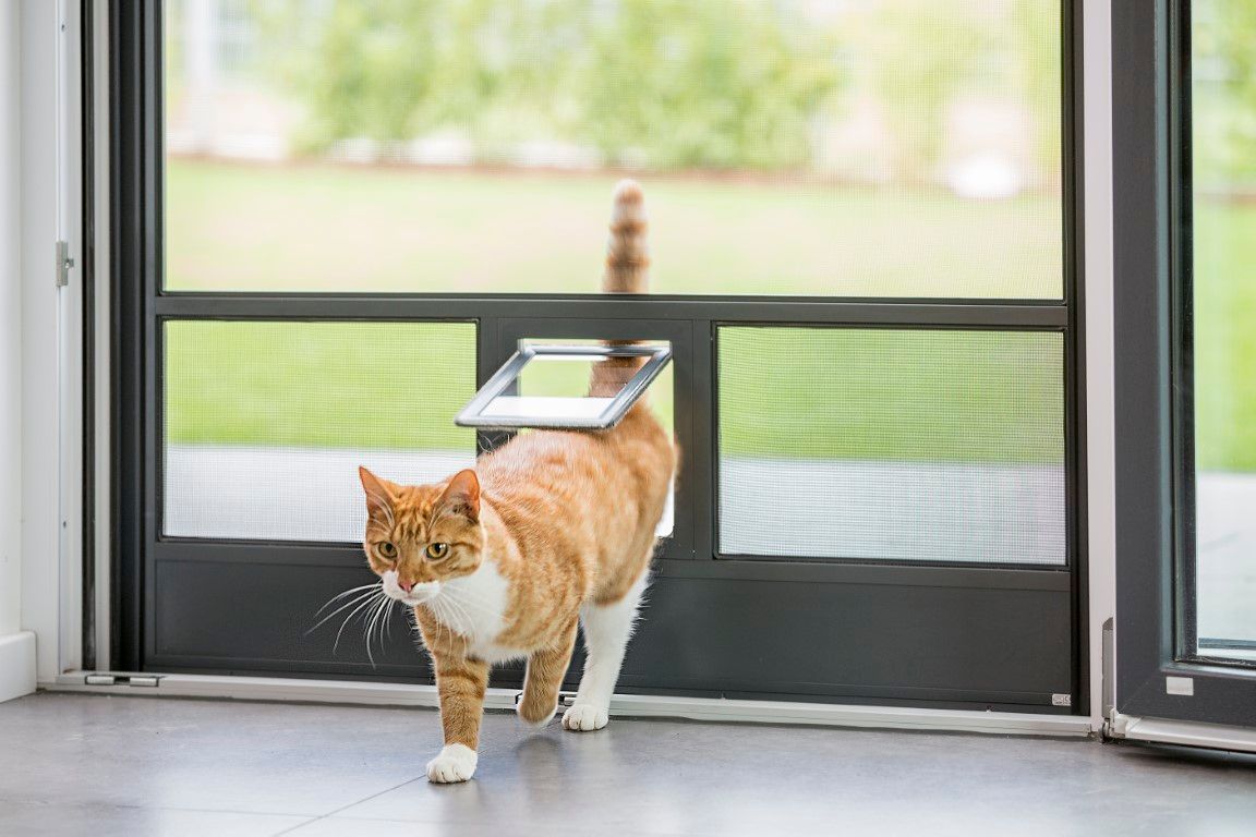 Eine orange-weiße Katze läuft durch eine Fliegengittertür.
