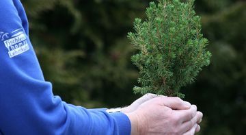 Eine Person hält einen kleinen Weihnachtsbaum in den Händen.