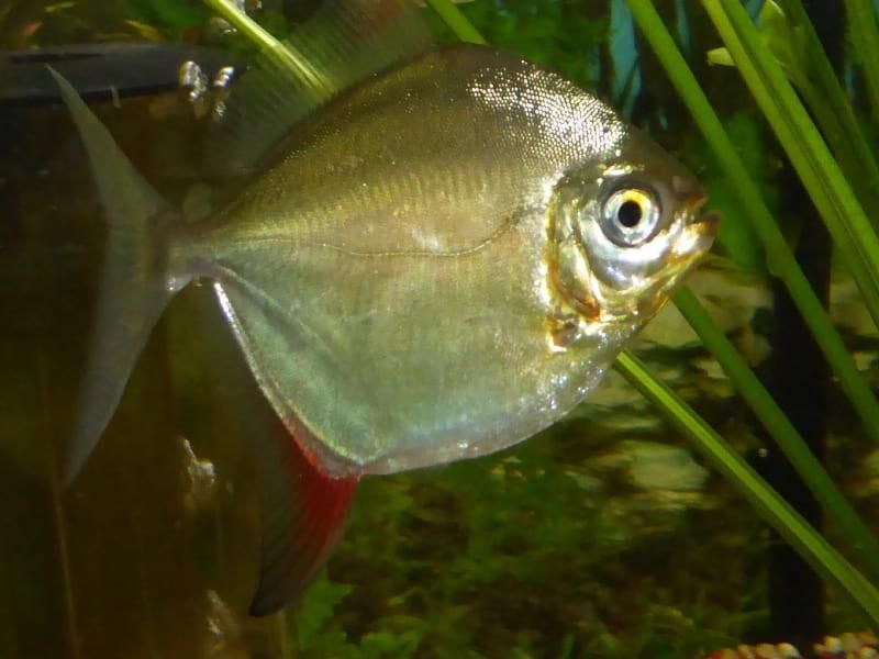Ein silberner Fisch mit einem roten Schwanz schwimmt in einem Aquarium