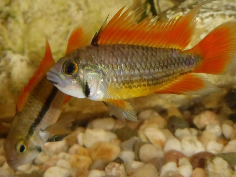 In einem Aquarium schwimmt ein Fisch mit rotem Schwanz.