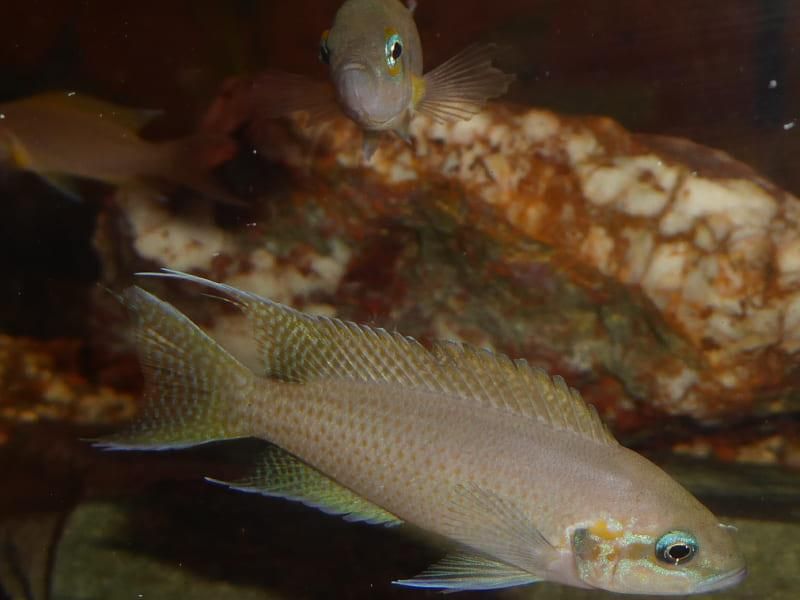 Zwei Fische schwimmen nebeneinander in einem Aquarium