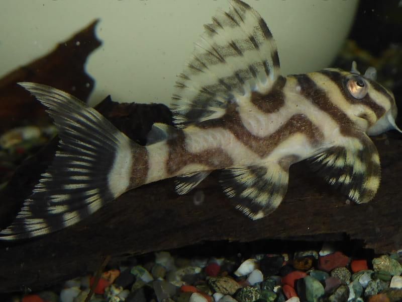 Ein schwarz-weiß gestreifter Fisch schwimmt in einem Aquarium