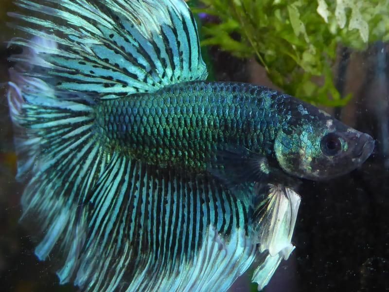 Ein blau-weißer Fisch schwimmt in einem Aquarium