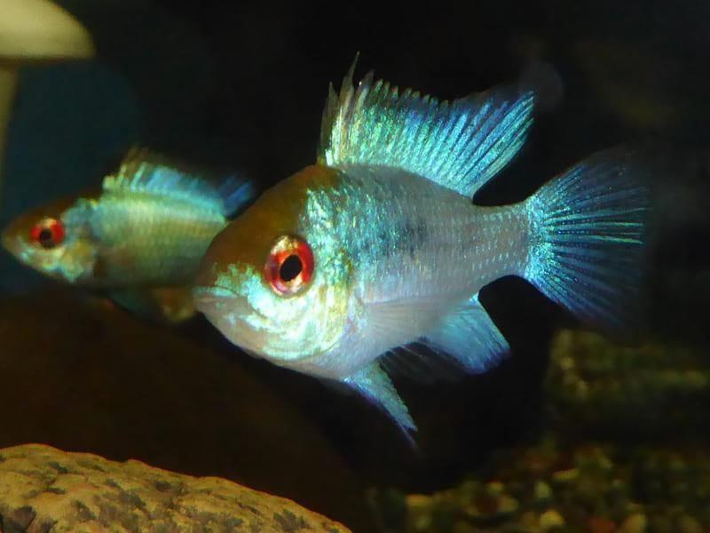 Zwei Fische mit roten Augen schwimmen in einem Aquarium