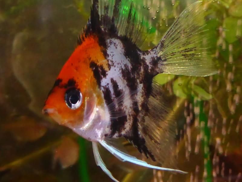 Ein bunter Fisch mit einem weißen Schwanz schwimmt in einem Aquarium