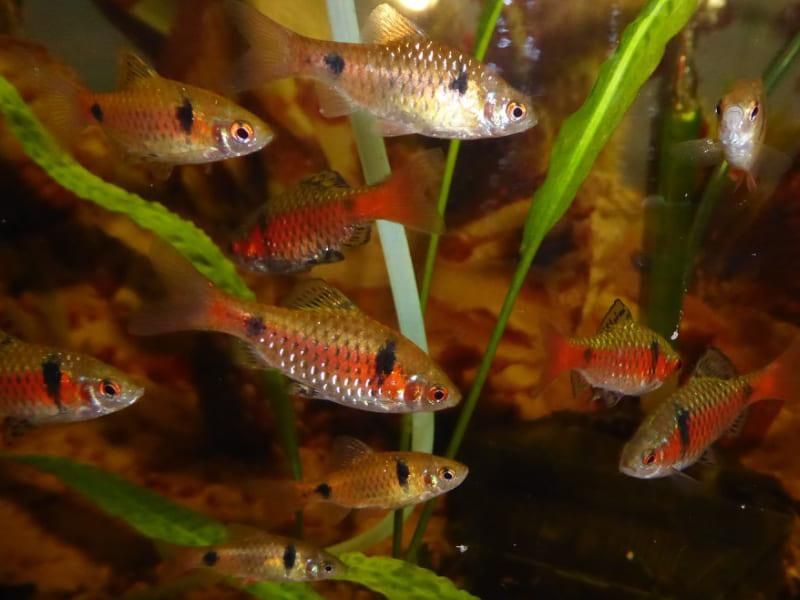 Eine Gruppe Fische schwimmt in einem Aquarium.