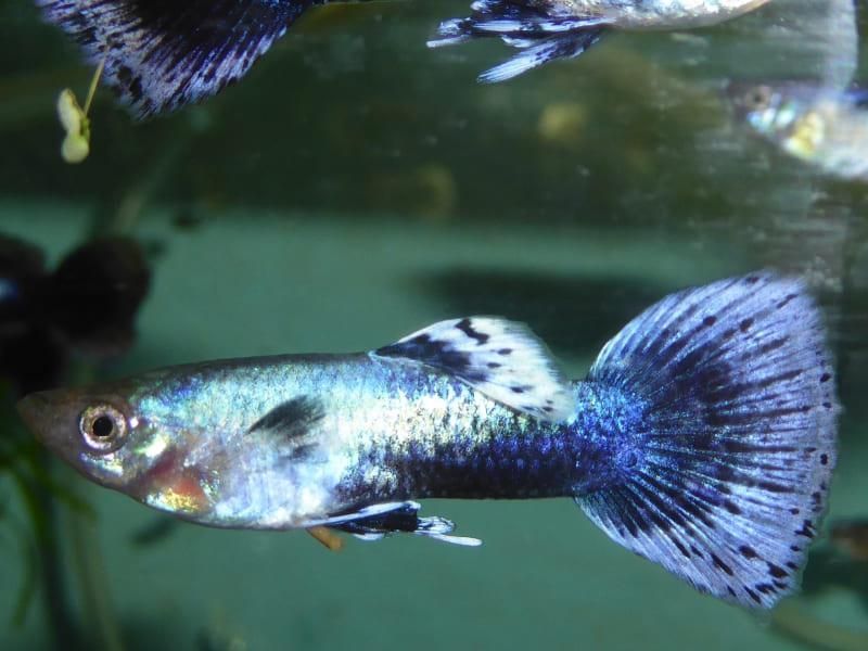 Ein blau-weißer Fisch schwimmt in einem Aquarium