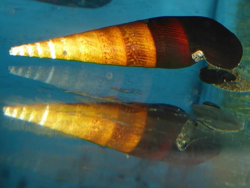 Eine Nahaufnahme eines im Wasser schwimmenden Fisches