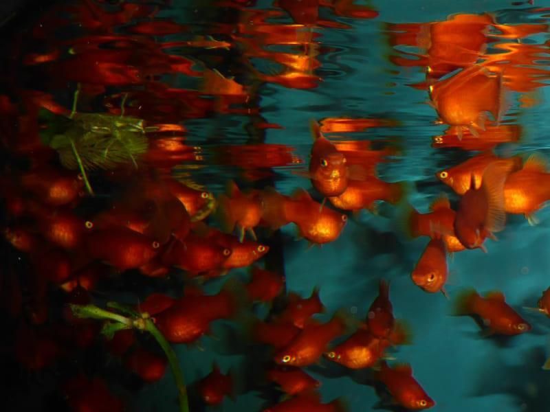Eine Gruppe roter Fische schwimmt in einem Wasserbecken.