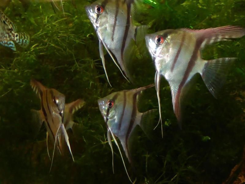 Eine Gruppe von Fischen schwimmt zusammen in einem Aquarium