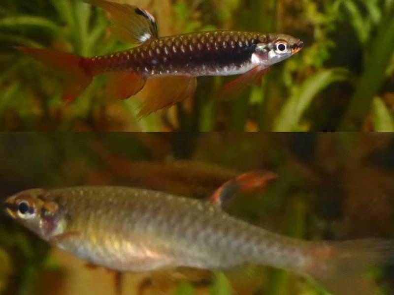 Zwei Fische schwimmen nebeneinander in einem Aquarium.