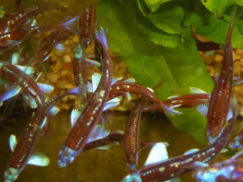 Eine Gruppe von Fischen schwimmt zusammen in einem Aquarium