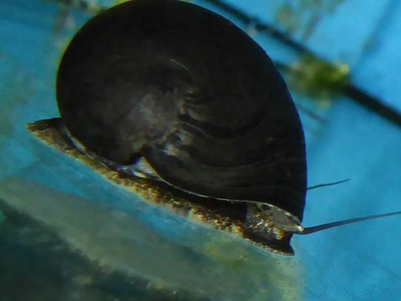 Eine schwarze Schnecke schwimmt in einem Wasserbecken.