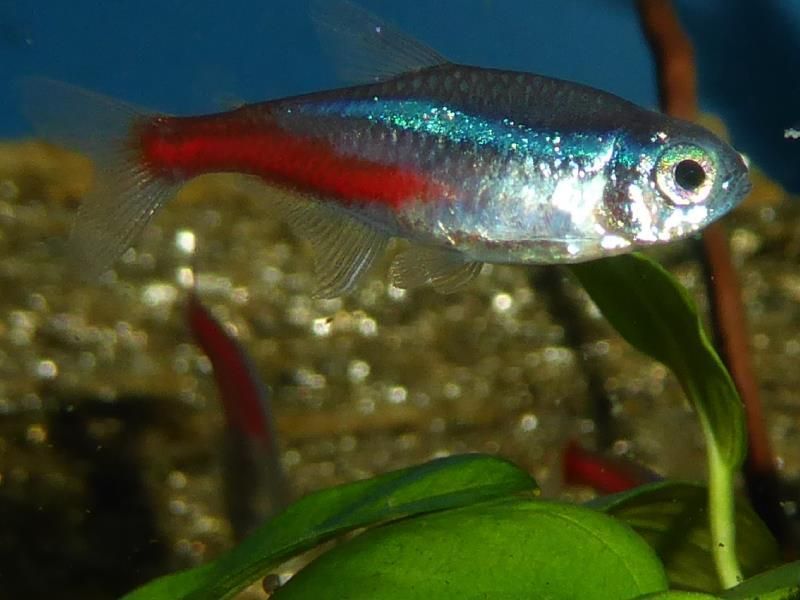 Ein kleiner Fisch mit einem roten Schwanz schwimmt in einem Aquarium.