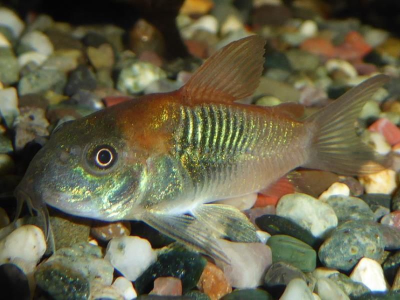 Ein Fisch schwimmt auf den Felsen in einem Aquarium