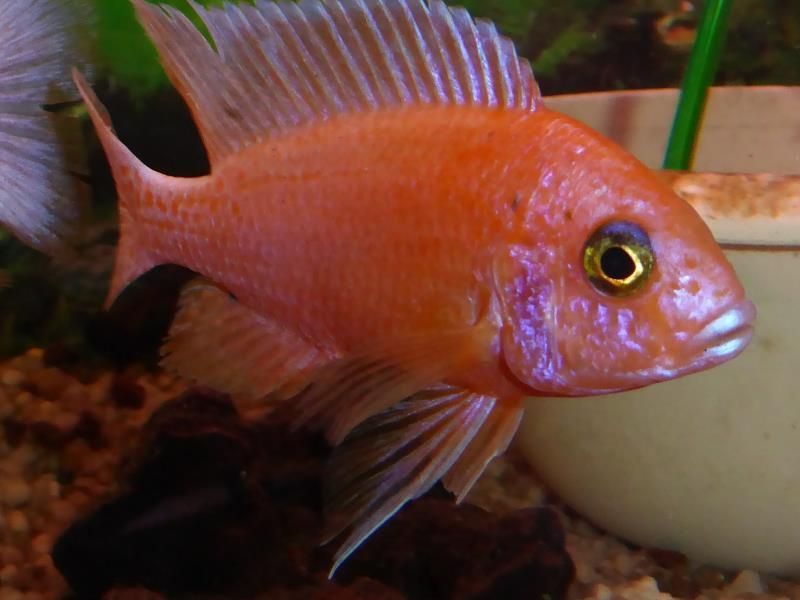 Ein roter Fisch mit einem gelben Auge schwimmt in einem Aquarium