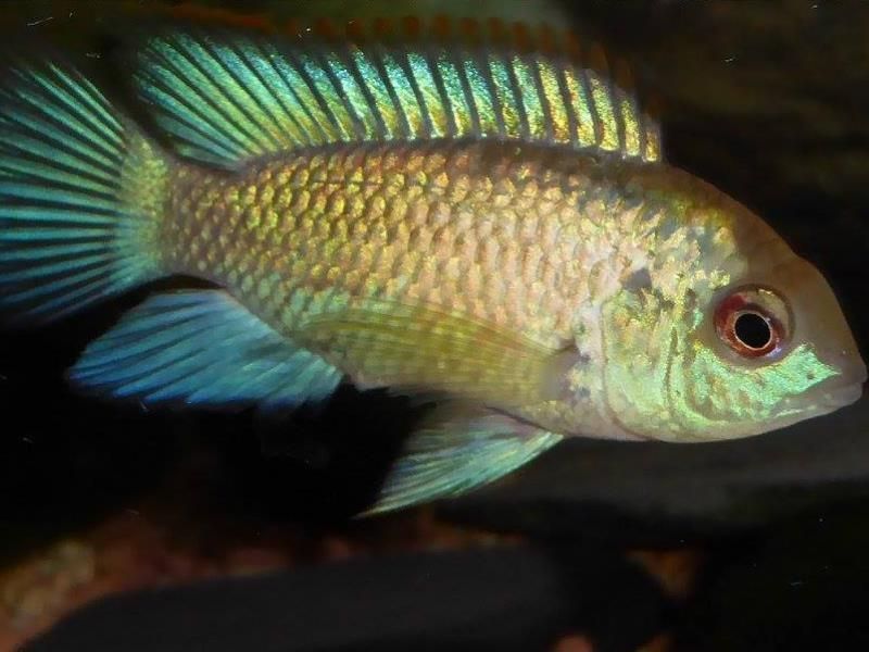Ein kleiner Fisch mit blauem Schwanz schwimmt in einem Aquarium.