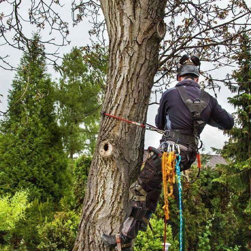 Un hombre está trepando a un árbol con cuerdas atadas a él.