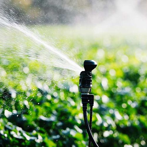 Un aspersor está rociando agua sobre un exuberante campo verde.