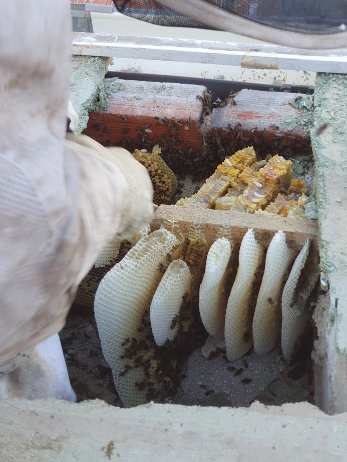 Un primer plano de una colmena con abejas.
