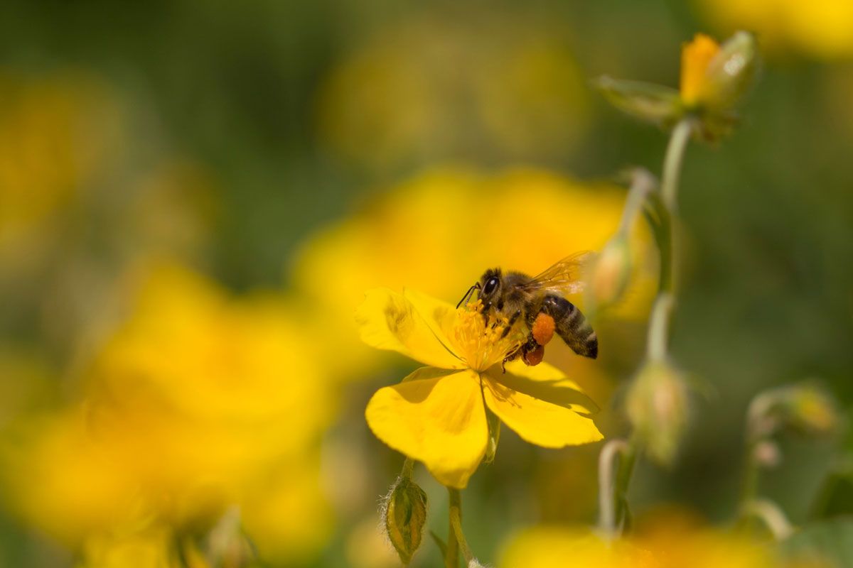 Una abeja está sentada en una flor en un campo.
