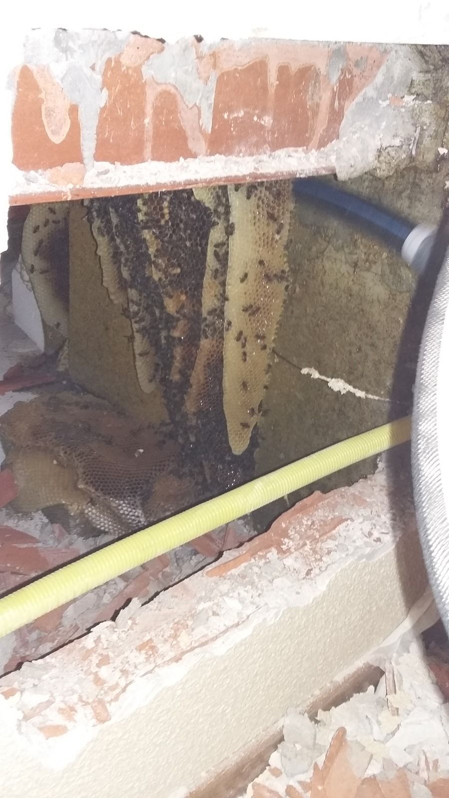 Un montón de hormigas se arrastran por una pared de ladrillos.