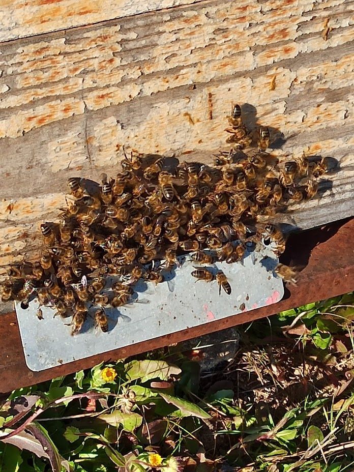 Un primer plano de una colmena con abejas volando fuera de ella.