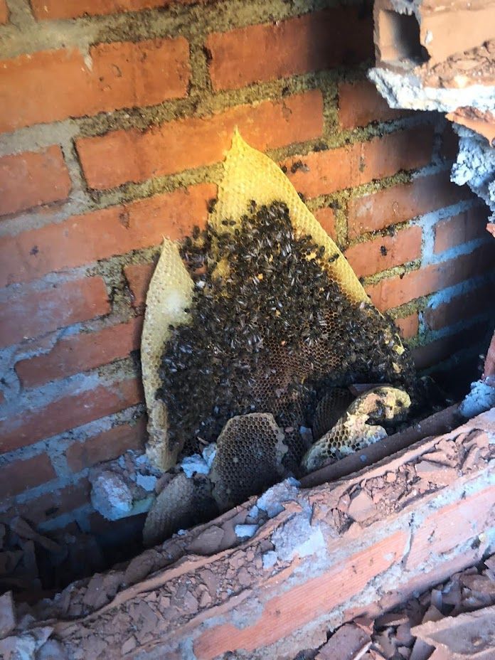 Una colmena está sentada en un agujero en una pared de ladrillos.
