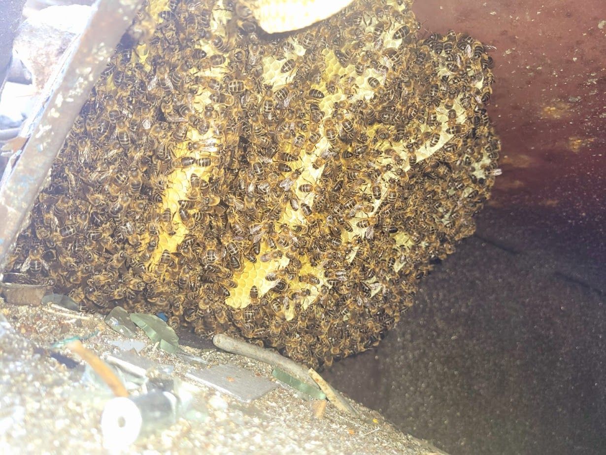 Una gran colmena está situada encima de una superficie de hormigón.