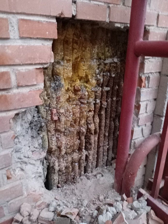 Una pared de ladrillos con un agujero y un tubo rojo que sale de él.