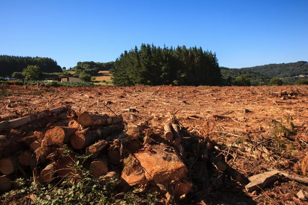 Campo despejado con tocones de árboles y troncos en primer plano, árboles verdes en el horizonte bajo un cielo azul.