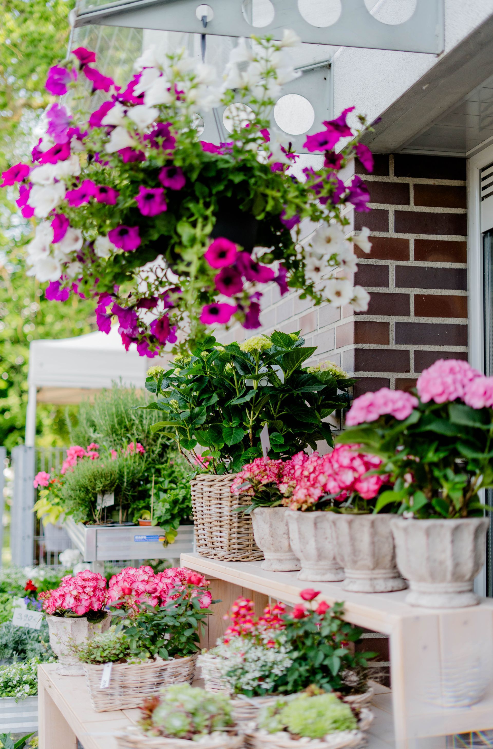 Ein Hängekorb mit rosa und weißen Petunien steht über Topfblumen auf einer Veranda mit Backsteinmauer.