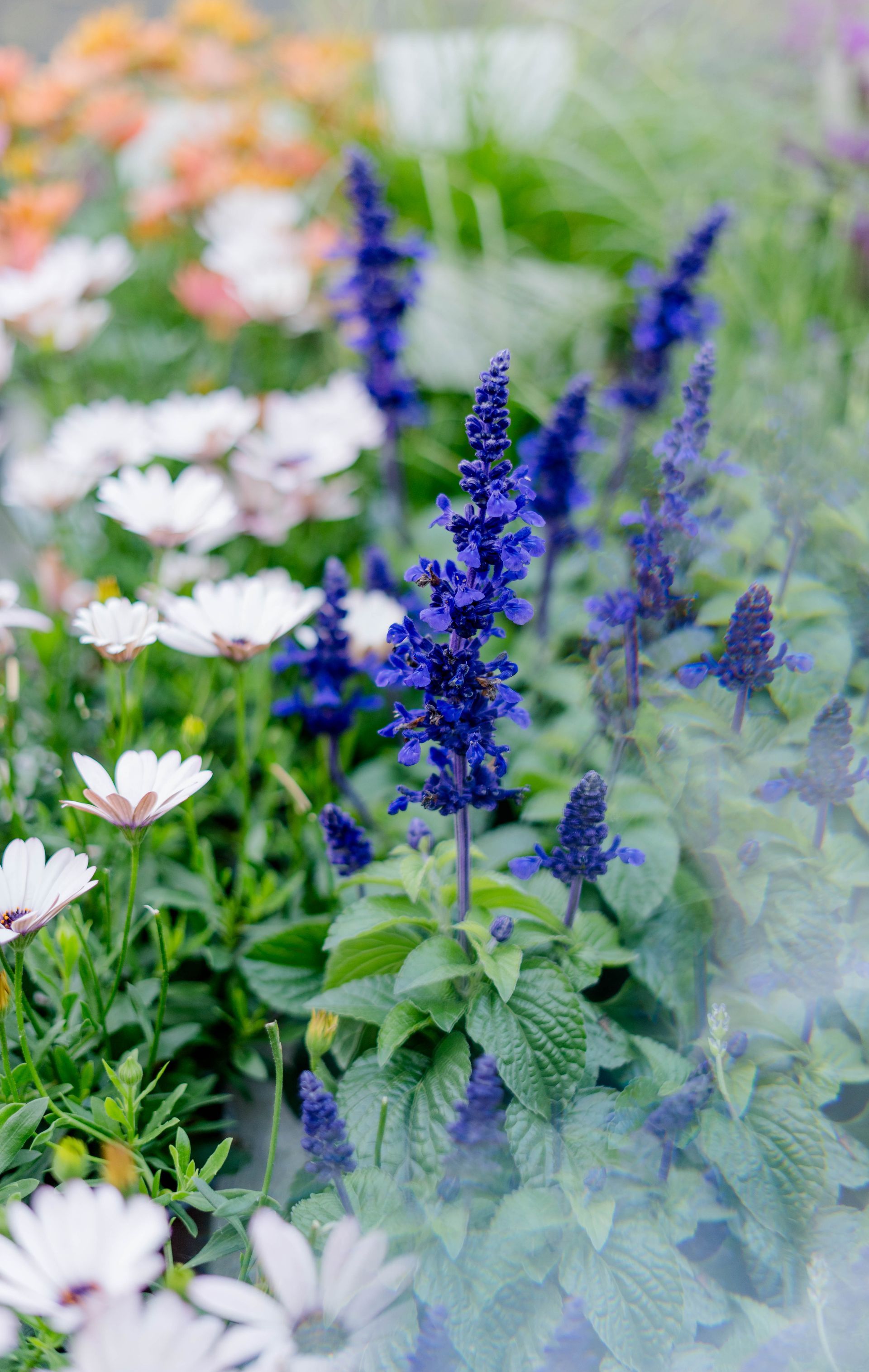 Blaue Blütenähren zwischen weißen Gänseblümchen in einem farbenfrohen Gartenbeet