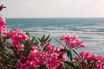 Blühender Oleander vor dem Meer