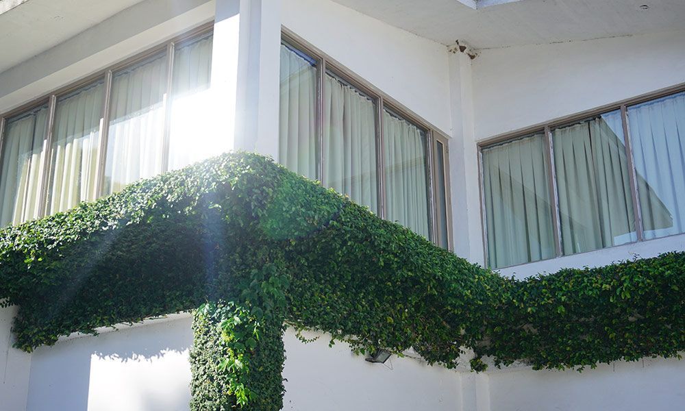 Coin d'un bâtiment blanc avec du lierre vert ; fenêtres, rideaux et lumière vive du soleil.