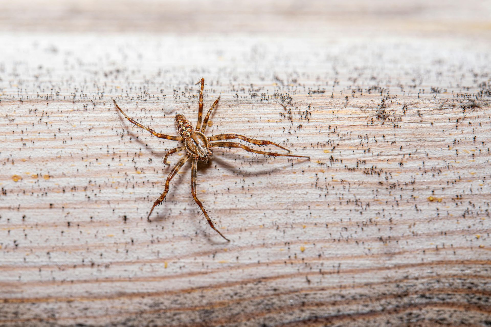 Spinne an einer weissen wand