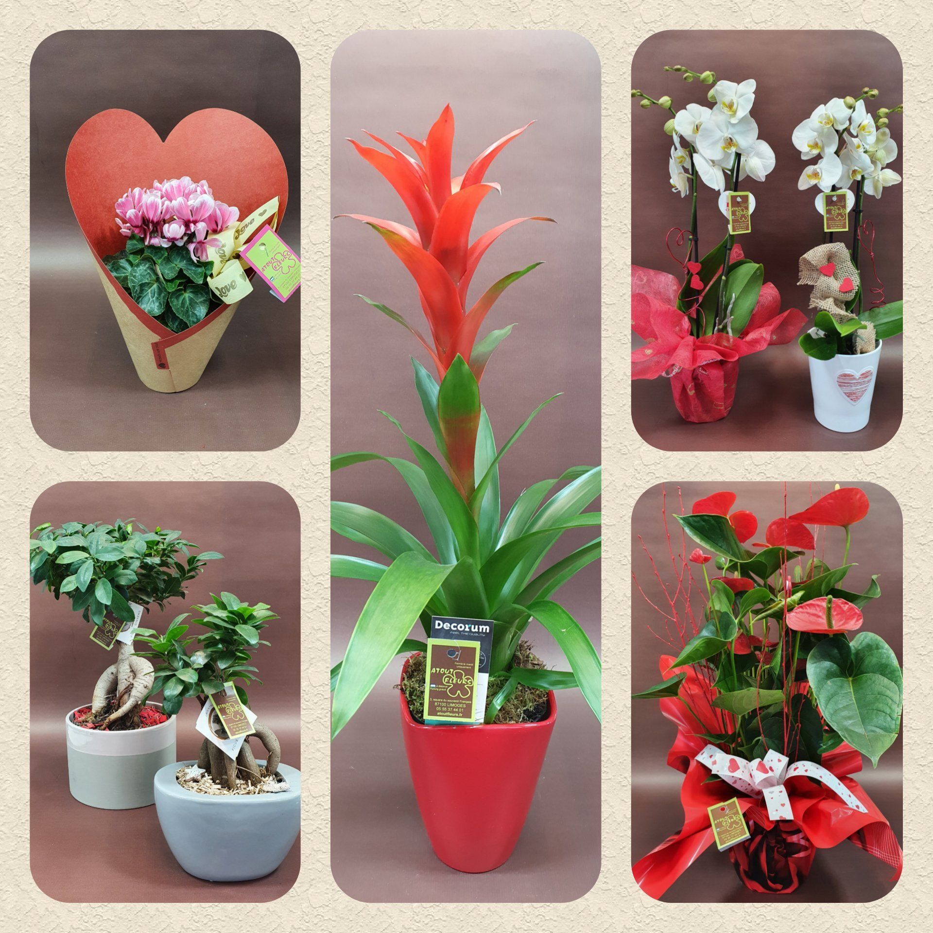 Plantes vertes et fleuries