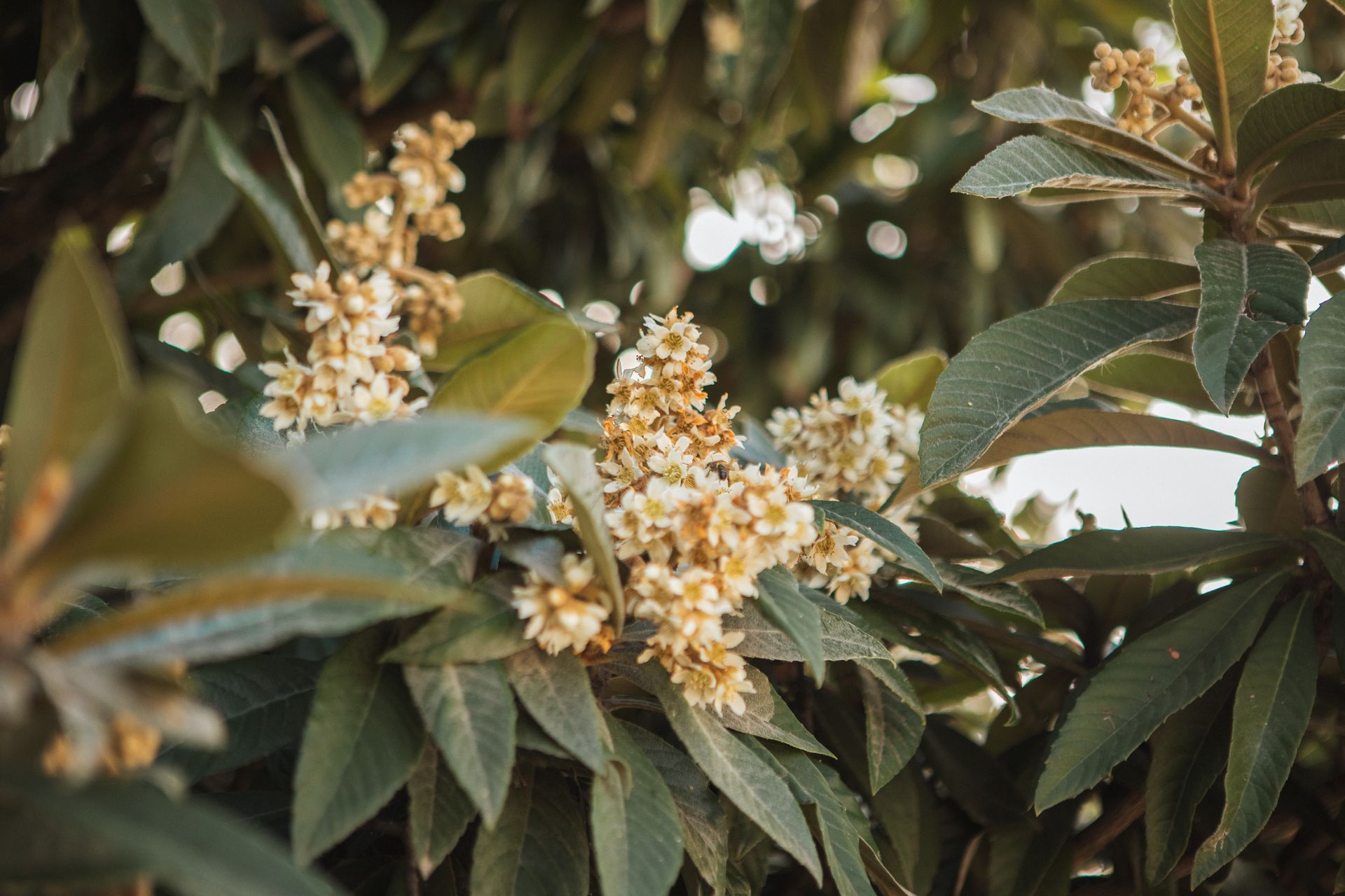 Una vista aérea de una casa rodeada de palmeras.
