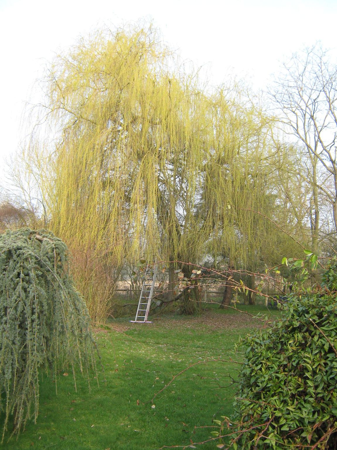 Elagage d'un saule - Parcs et Jardins Paplorey à Saint-Ouen-du-Tilleul