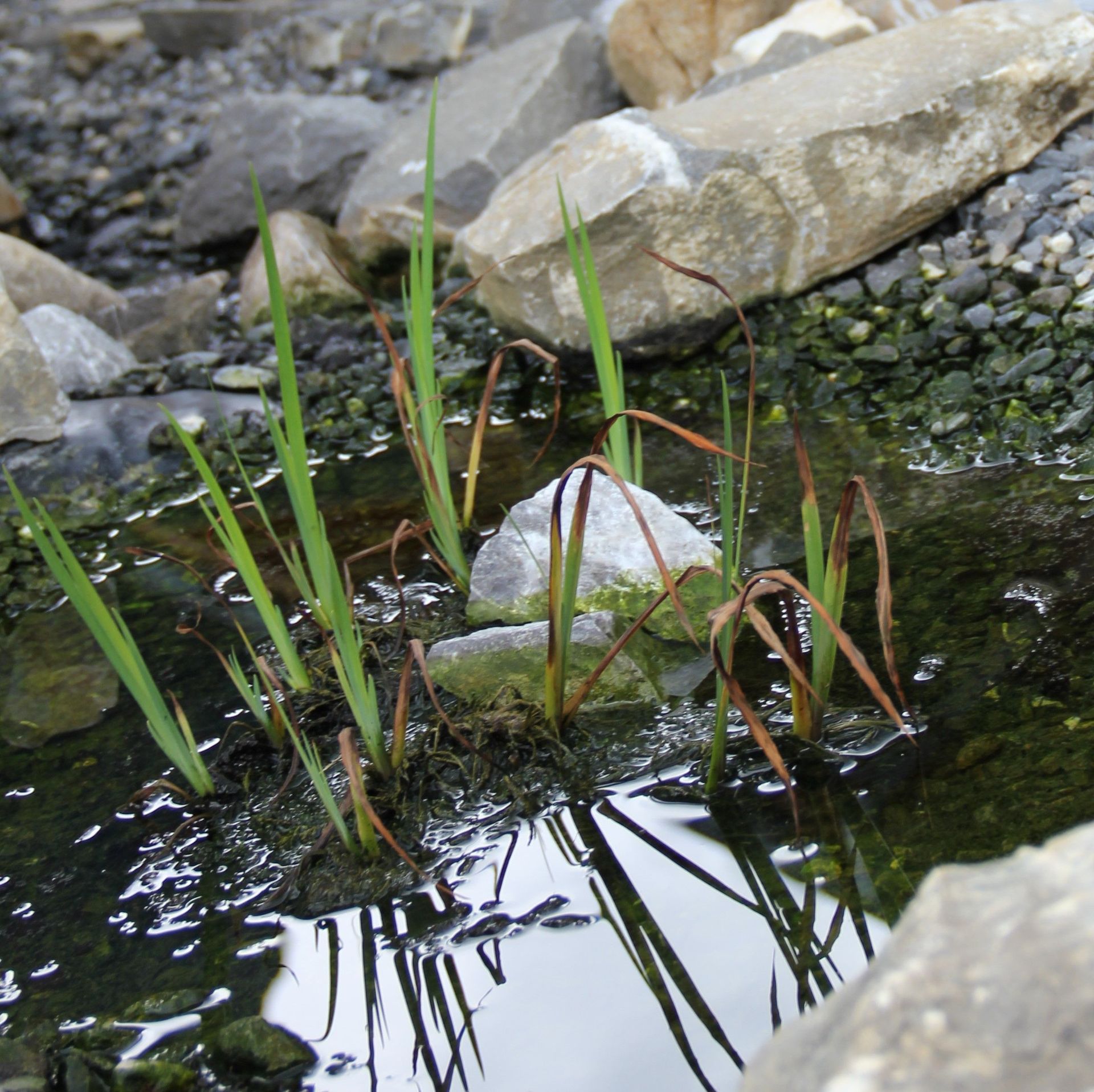 Gartenanlage mit Wasser - BoweeGartenbauAG