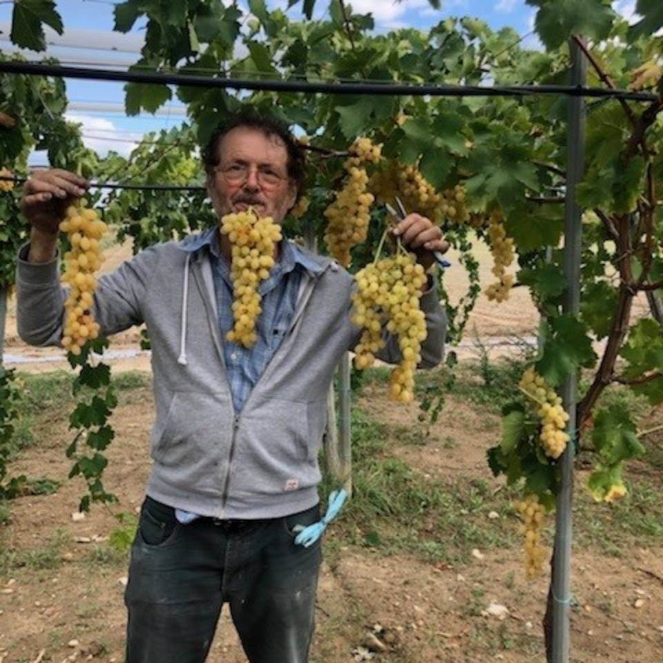 Un uomo in un vigneto solleva grandi grappoli d'uva dorati.