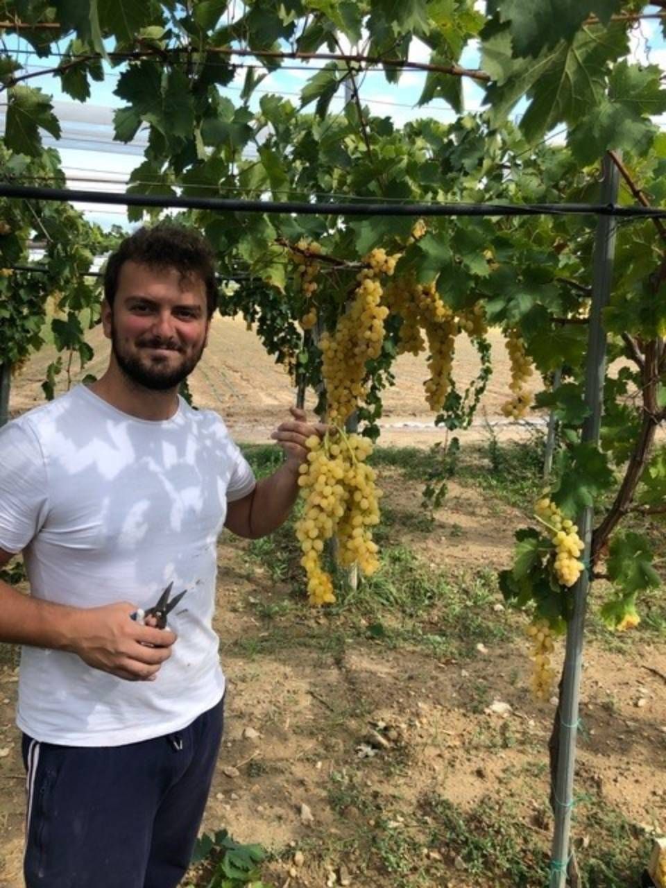 Uomo che tiene in mano delle forbici per raccogliere l'uva in un vigneto, circondato da grappoli d'uva gialla e matura.