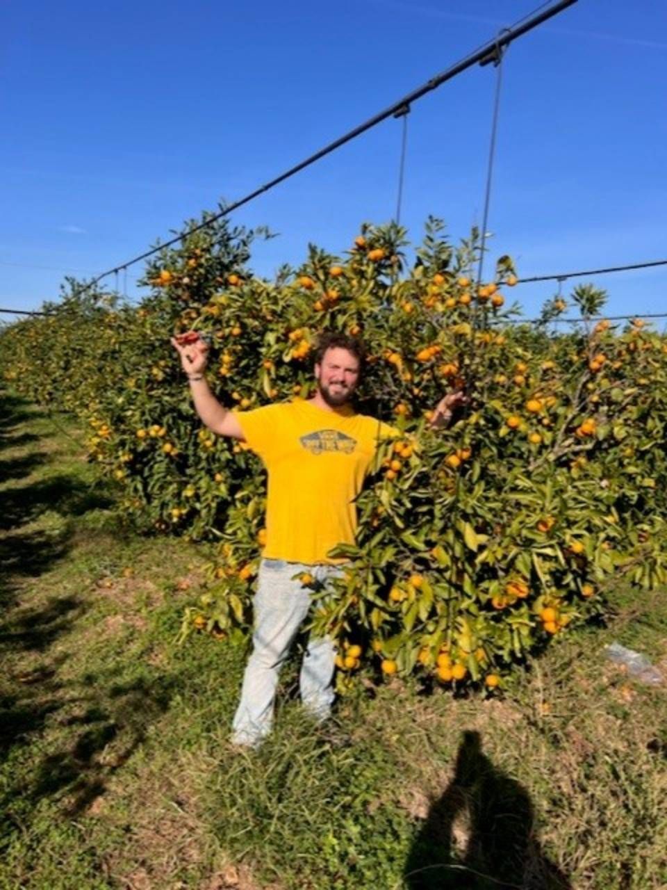 Un uomo con una camicia gialla è in piedi in un aranceto, con le braccia tese.